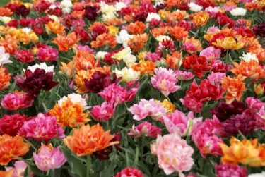 Tulp Dubbel Mix (Vroeg)